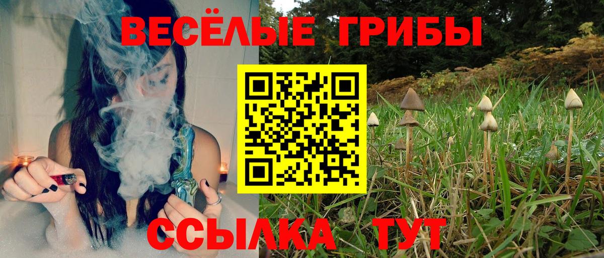 Псилоцибиновые грибы Cubensis Сосновый Бор